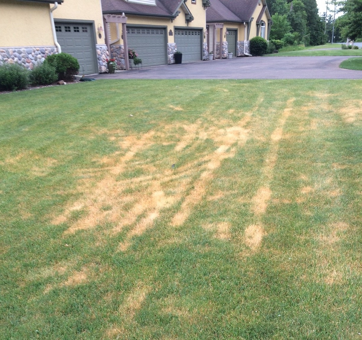 Lawn fungus control discount